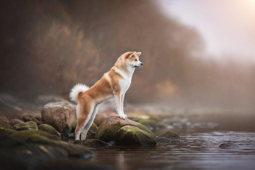 akita
